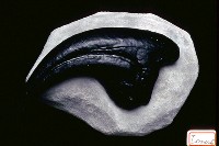 藏品(趺龍科化石)的圖片